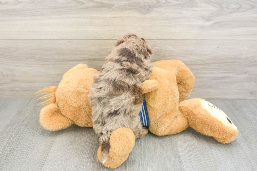 Popular Havapoo Poodle Mix Pup
