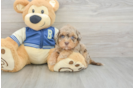 Smart Havapoo Poodle Mix Pup