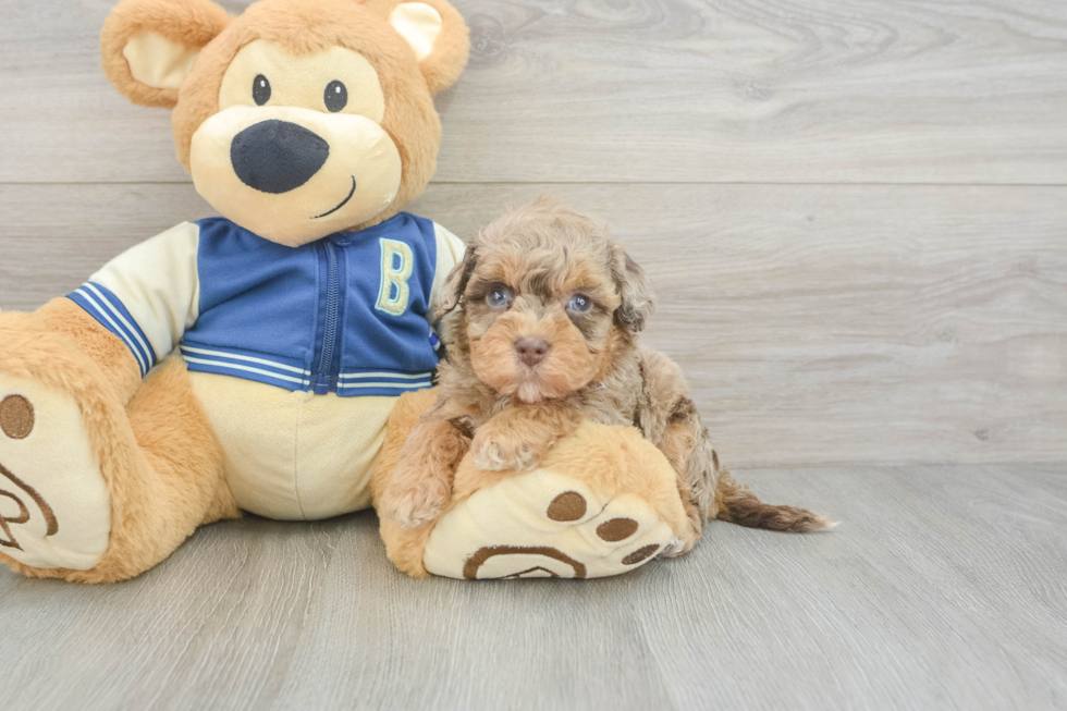 Smart Havapoo Poodle Mix Pup