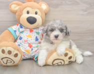 7 week old Havapoo Puppy For Sale - Simply Southern Pups