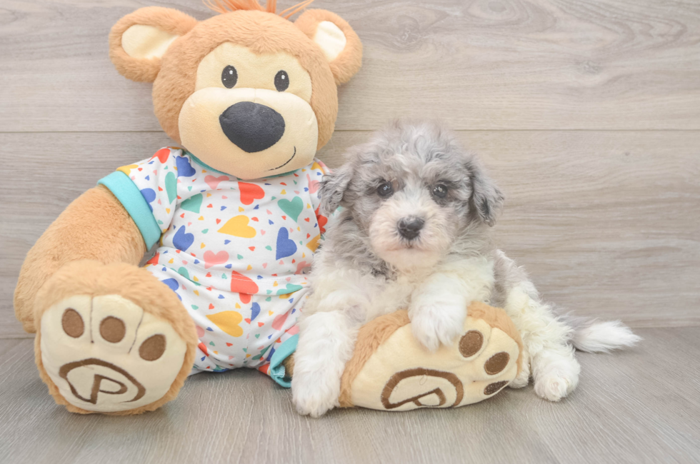 7 week old Havapoo Puppy For Sale - Simply Southern Pups