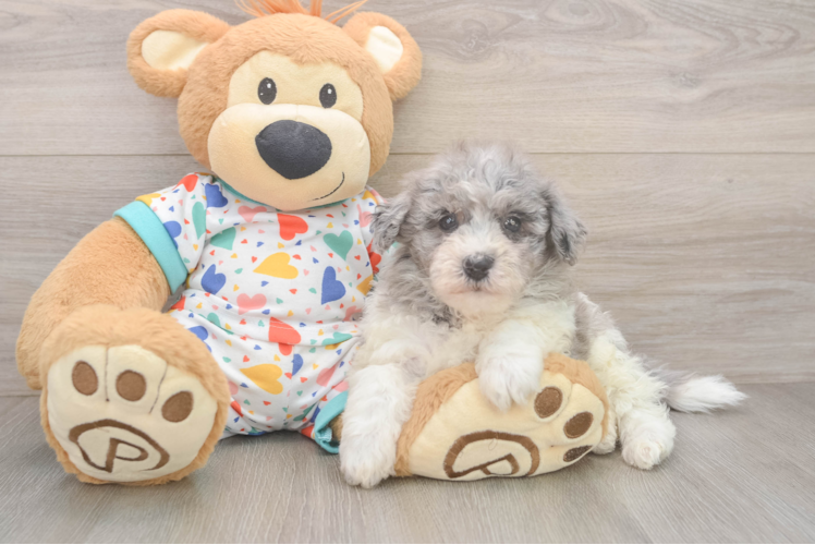 Meet Pedro - our Havapoo Puppy Photo  1/3 - Simply Southern Pups Fluffy Havapoo Poodle Mix Pup
