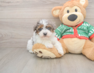 6 week old Havapoo Puppy For Sale - Simply Southern Pups