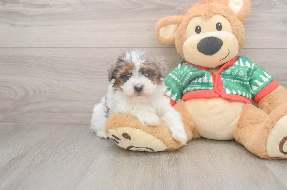 5 week old Havapoo Puppy For Sale - Simply Southern Pups