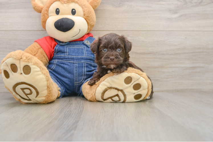 Havapoo Puppy for Adoption
