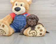 9 week old Havapoo Puppy For Sale - Simply Southern Pups