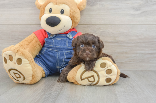 Sweet Havapoo Baby