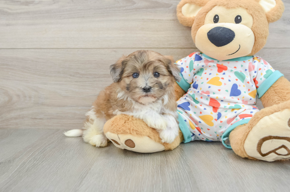 6 week old Havapoo Puppy For Sale - Simply Southern Pups