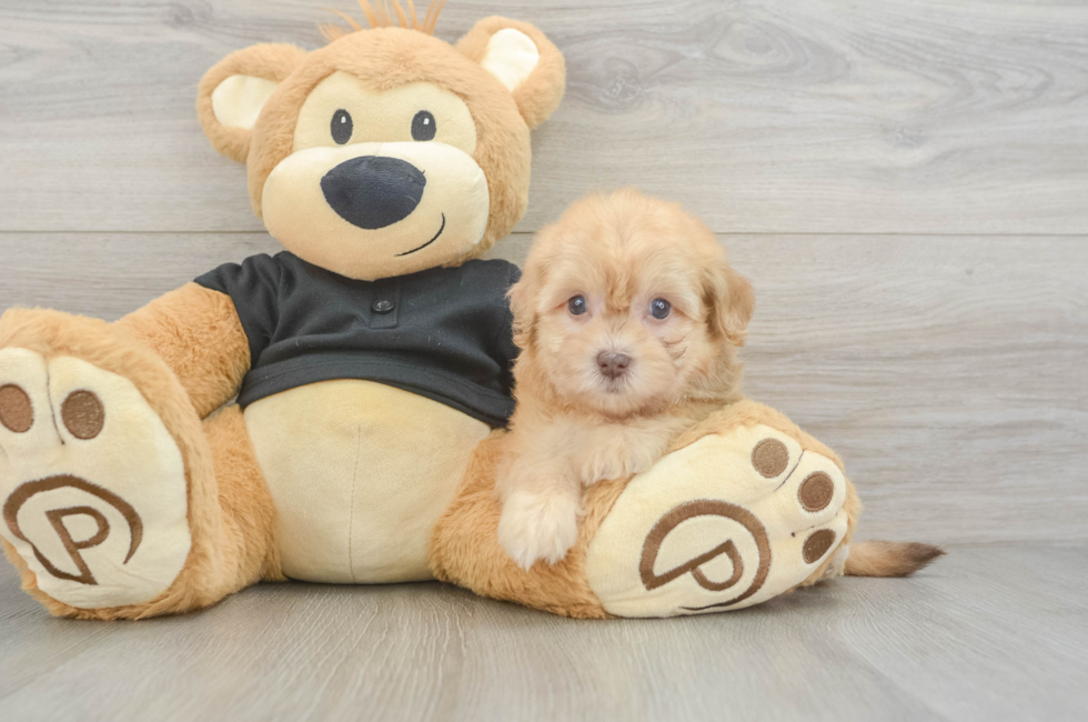 5 week old Havapoo Puppy For Sale - Simply Southern Pups