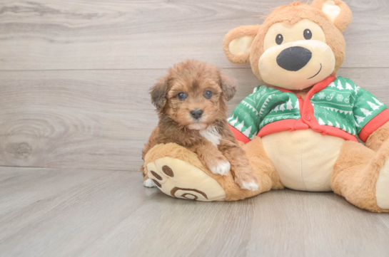 Petite Havapoo Poodle Mix Pup
