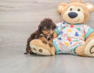 7 week old Havapoo Puppy For Sale - Simply Southern Pups