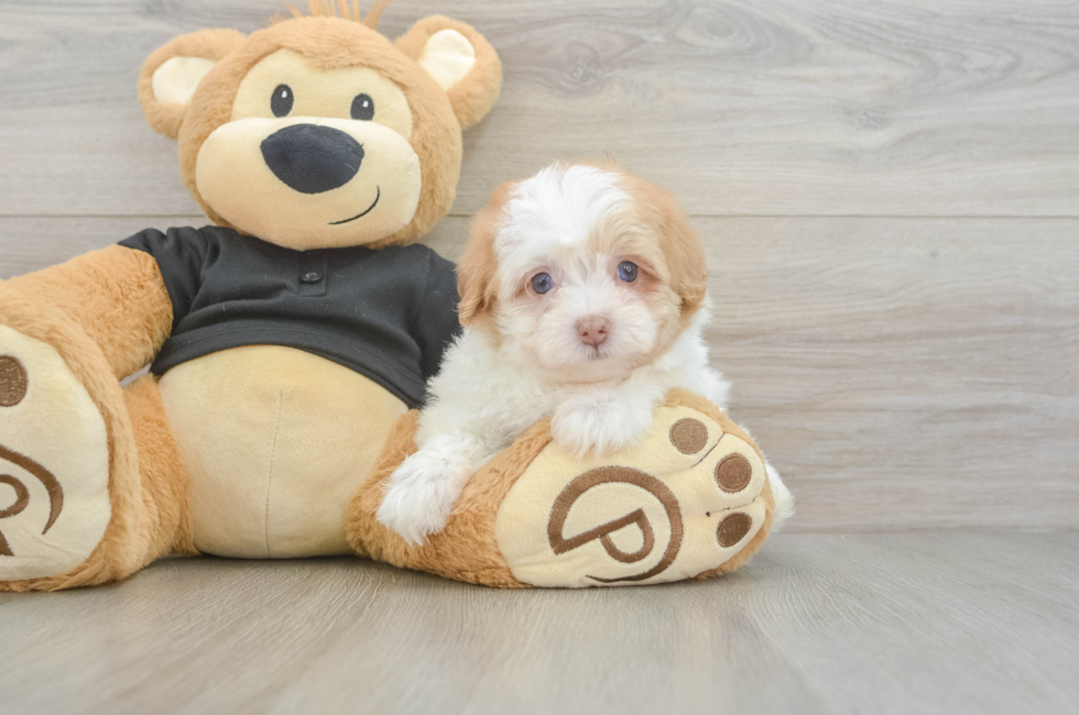 5 week old Havapoo Puppy For Sale - Simply Southern Pups