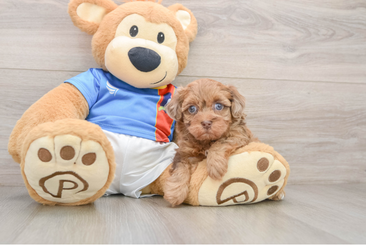 Havapoo Puppy for Adoption