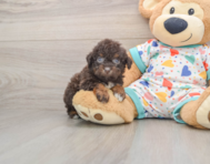 7 week old Havapoo Puppy For Sale - Simply Southern Pups