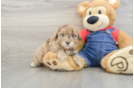 Adorable Havadoodle Poodle Mix Puppy