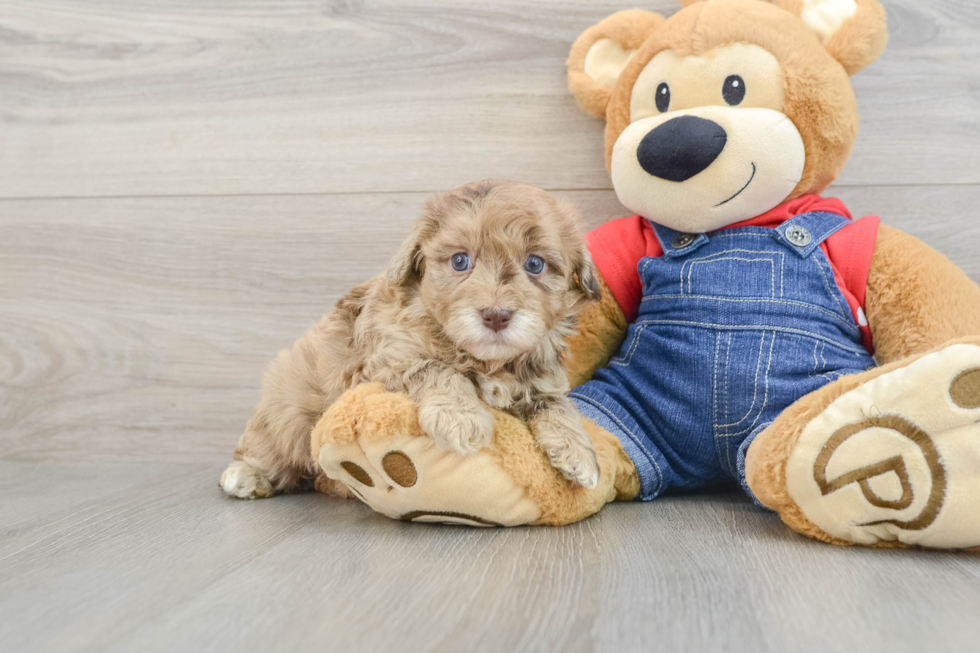 Adorable Havadoodle Poodle Mix Puppy