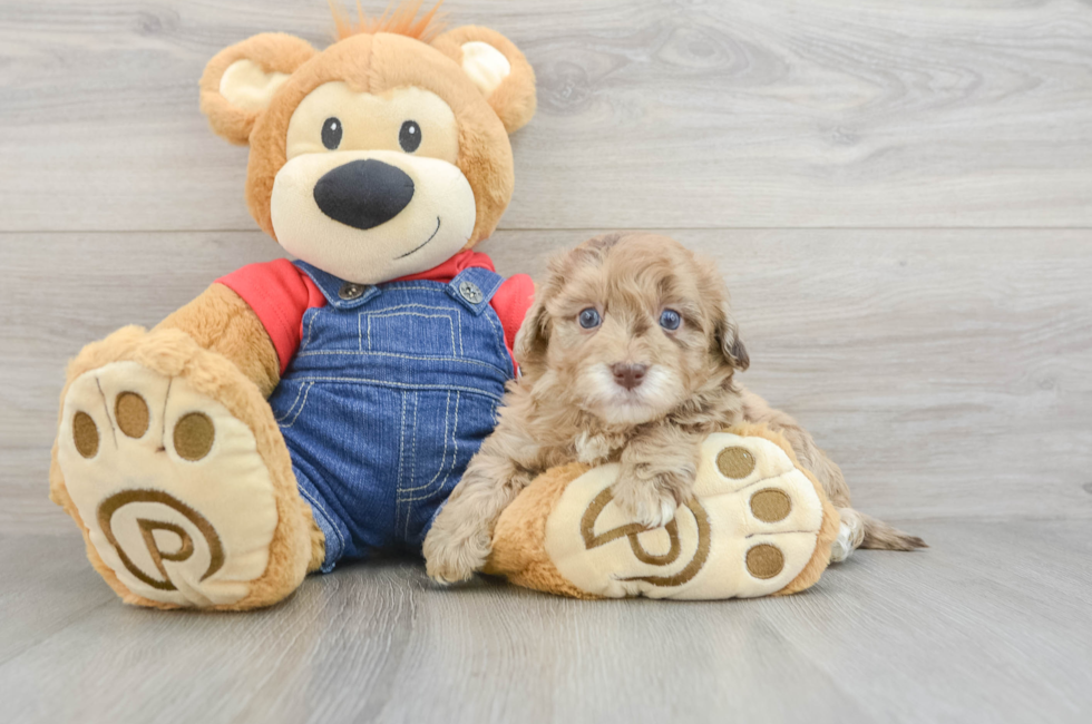 6 week old Havapoo Puppy For Sale - Simply Southern Pups