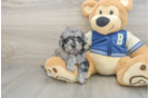 Havapoo Puppy for Adoption