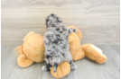 Popular Havapoo Poodle Mix Pup