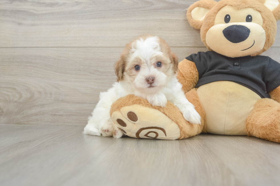 5 week old Havapoo Puppy For Sale - Simply Southern Pups
