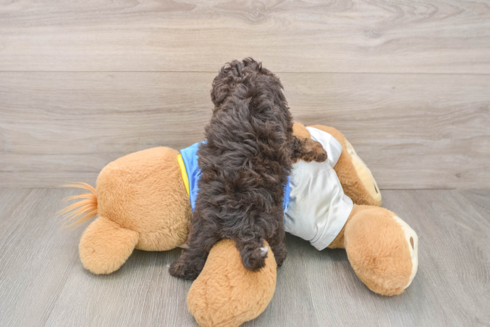 Havapoo Pup Being Cute