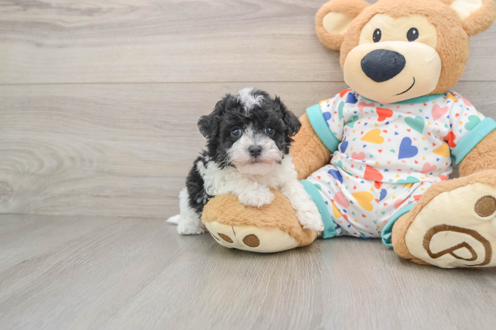 Popular Havapoo Poodle Mix Pup