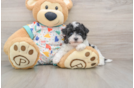 Adorable Havadoodle Poodle Mix Puppy