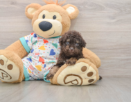 7 week old Havapoo Puppy For Sale - Simply Southern Pups