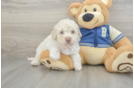 Playful Havadoodle Poodle Mix Puppy