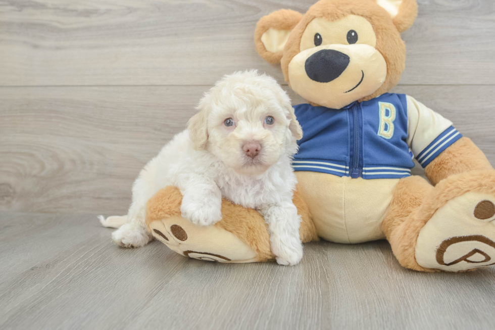 Playful Havadoodle Poodle Mix Puppy