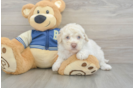 Smart Havapoo Poodle Mix Pup