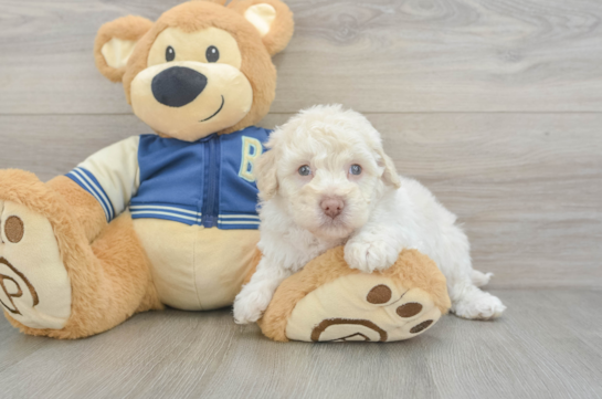 Smart Havapoo Poodle Mix Pup