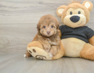 8 week old Havapoo Puppy For Sale - Simply Southern Pups