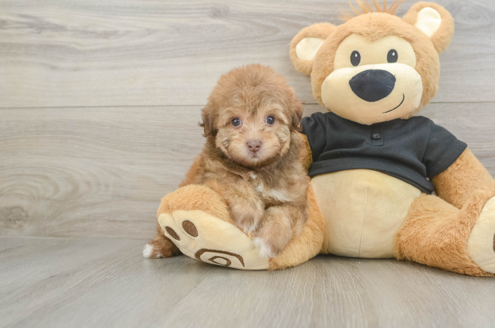 5 week old Havapoo Puppy For Sale - Simply Southern Pups