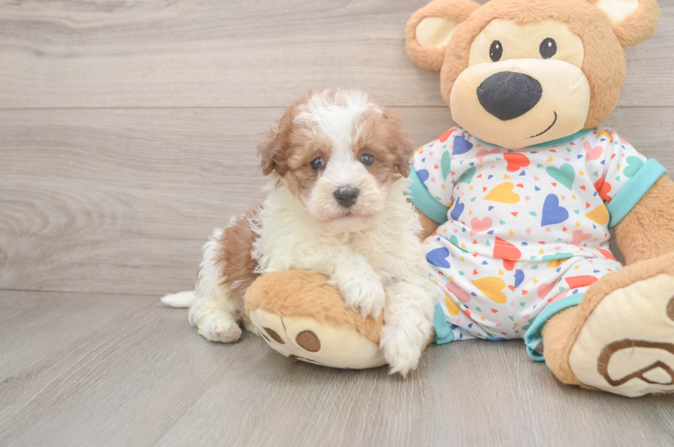 7 week old Havapoo Puppy For Sale - Simply Southern Pups