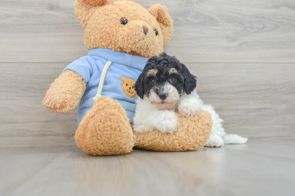 Adorable Havadoodle Poodle Mix Puppy