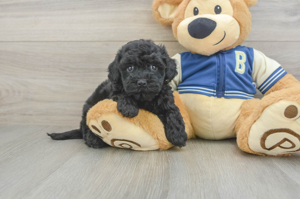 5 week old Havapoo Puppy For Sale - Simply Southern Pups
