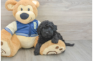 Popular Havapoo Poodle Mix Pup