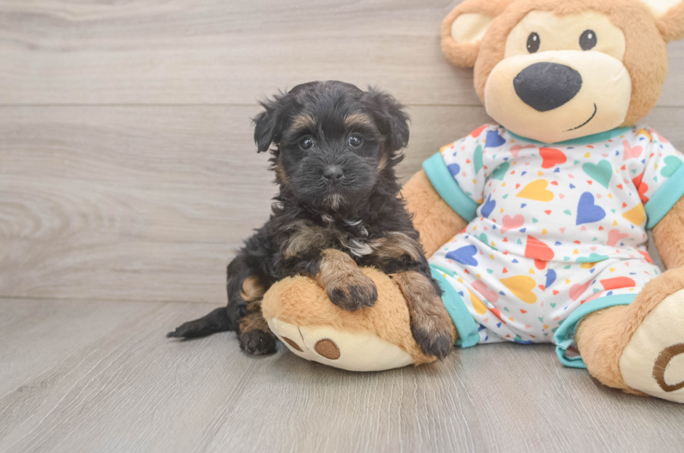 7 week old Havapoo Puppy For Sale - Simply Southern Pups
