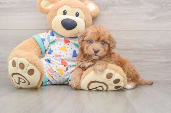 Havapoo Puppy for Adoption