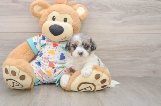 Havapoo Pup Being Cute