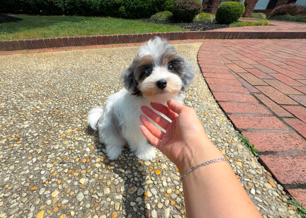 Cute Havadoodle Poodle Mix Puppy