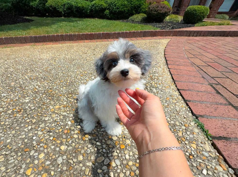 Cute Havapoo Poodle Mix Pup