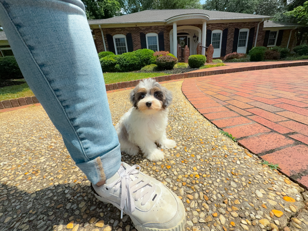 Cute Havapoo Poodle Mix Pup