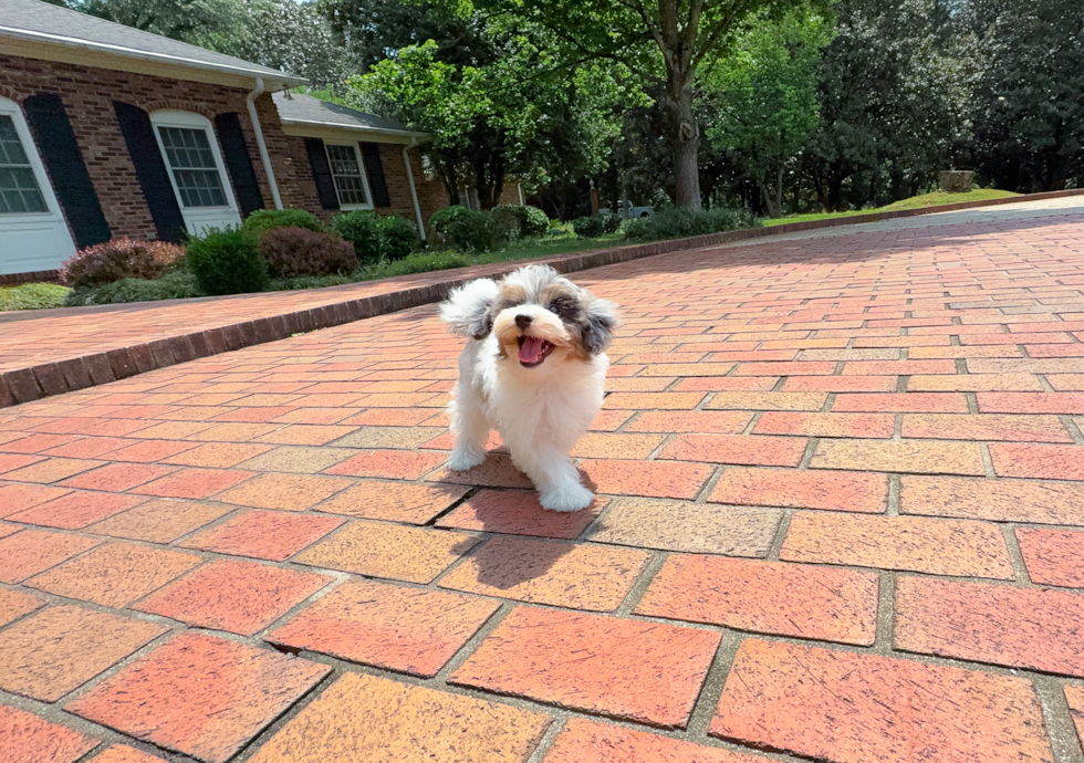 Havapoo Pup Being Cute
