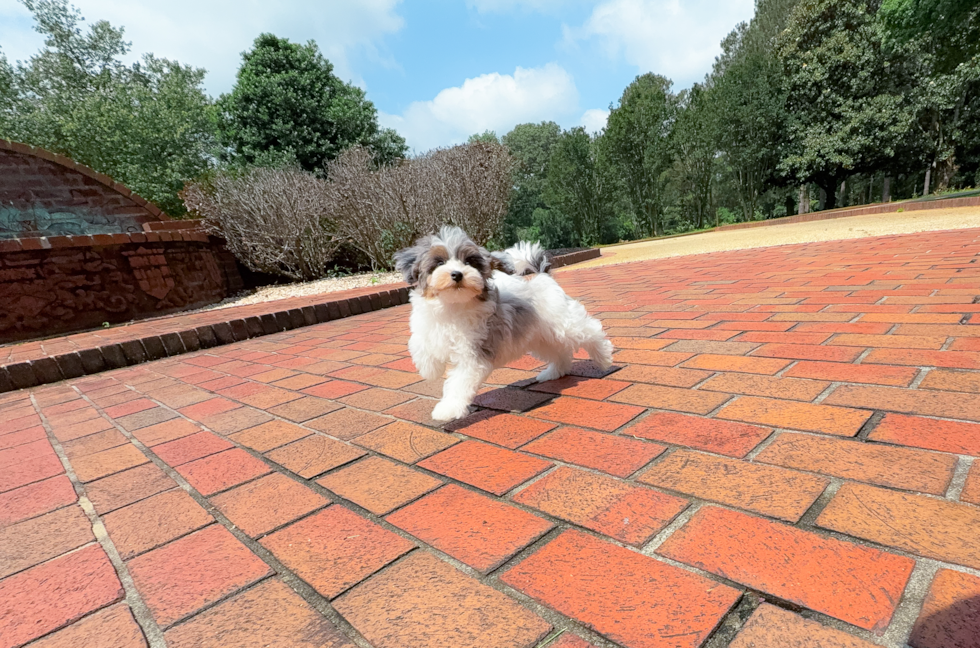 Havapoo Puppy for Adoption