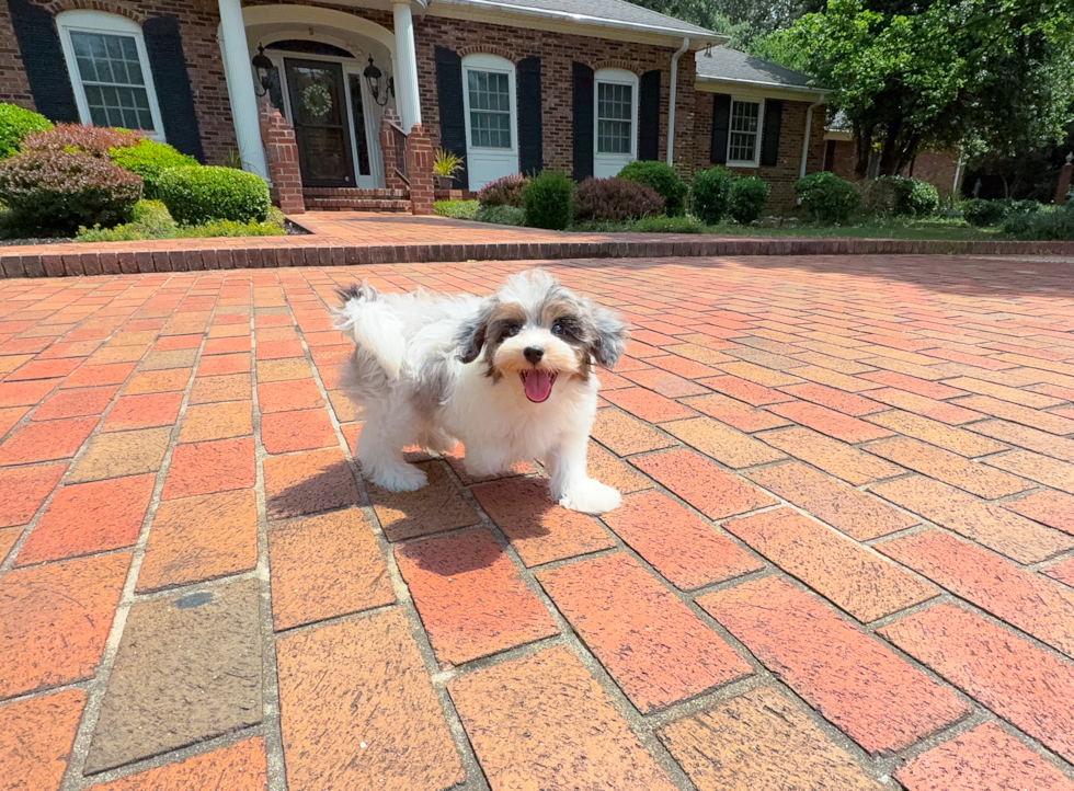 Havapoo Puppy for Adoption