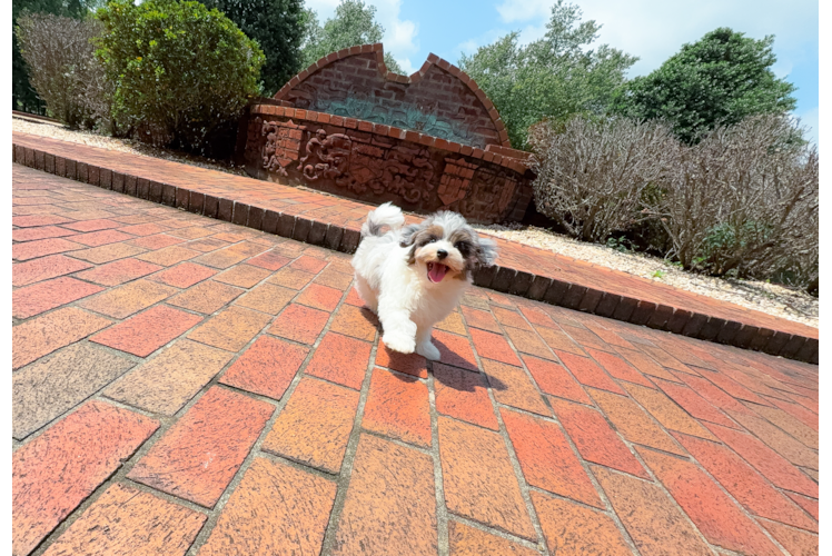 Cute Havadoodle Poodle Mix Puppy