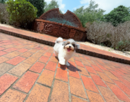 9 week old Havapoo Puppy For Sale - Simply Southern Pups