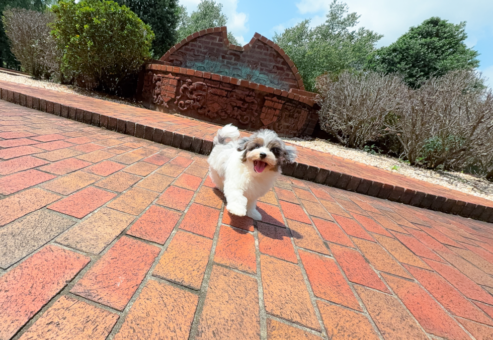 Cute Havadoodle Poodle Mix Puppy